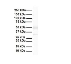ZFP36L1 Antibody, Novus Biologicals 100 &mu;L; Unconjugated:Antibodies,